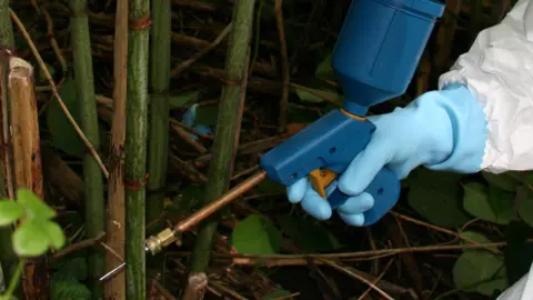 Japanese Knotweed Control Knotweed being injected