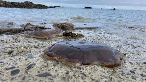 BBC Lion's Mane jellyfish washed up on the beach in Cloughey