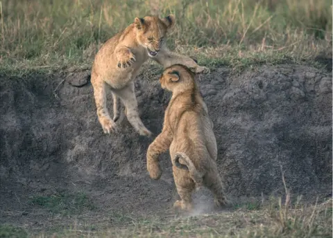 George Logan Two lion cubs play fight