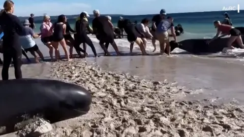 Beach-goers and volunteers pull whale ashore