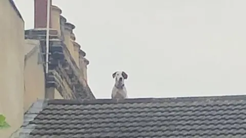 London Fire Brigade A dog sits on the roof of a building