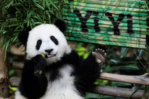 Lim Huey Teng / Reuters A panda cub eats