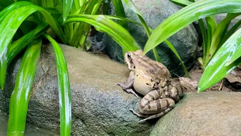 ZSL Frog