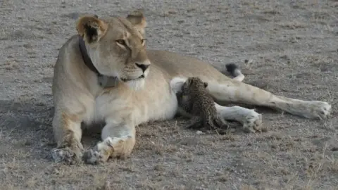 Joop Van Der Linde/Panthera A leopard cub is seen suckling on a lioness in the Ngorongoro Conservation Area, Tanzania, in this handout picture released on 14 July. The lioness, known locally as "Nosikitok", is well known to scientists as she is radio-collared and monitored by KopeLion, a Tanzanian conservation NGO supported by Panthera. Picture taken July 11, 2017. Joop Van Der Linde/Panthera/Handout via REUTERS ATTENTION EDITORS - THIS IMAGE HAS BEEN SUPPLIED BY A THIRD PARTY. NO RESALES. NO ARCHIVES. MANDATORY CREDIT. TPX IMAGES OF THE DAY
