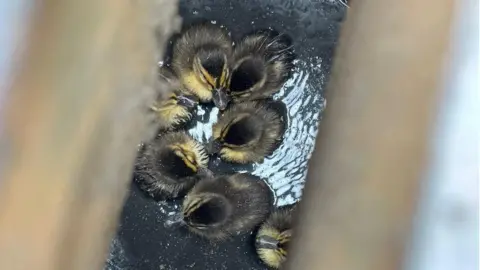 TWFRS The trapped ducklings