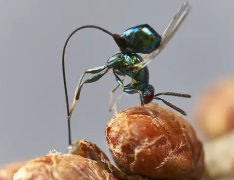 Colin Edwards Torymus Erucarum wasp