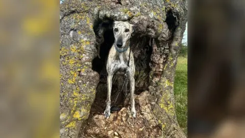Sophie Mayanne Evans A dog in the Lonely Tree
