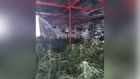 Greater Manchester Police Cannabis farm