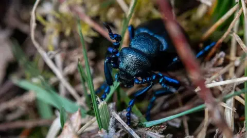 Alex Murison Black Oil Beetle in the grass