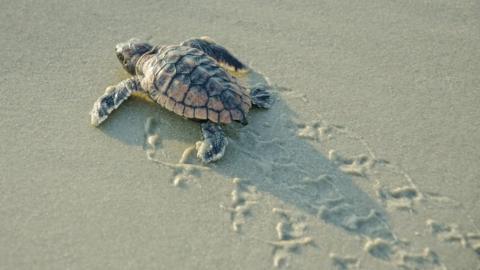 Temperature-controlled turtle sex gene found - BBC News