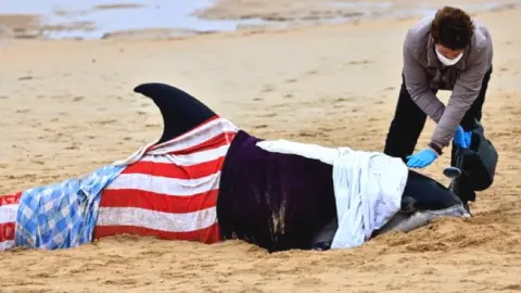 Liz Buchan Dolphin rescue operation