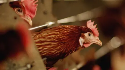 Getty Images Chickens in shed