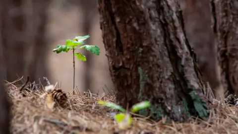 wavipicture/Getty Images Tree and sapling