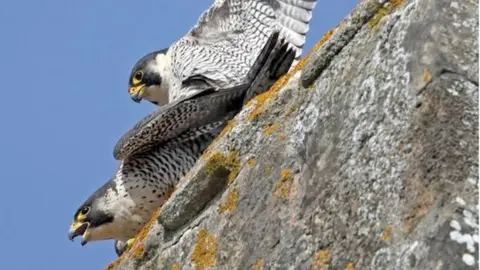 Richard Jacobs Romsey Abbey peregrines