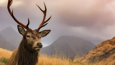Getty Images Red deer stag