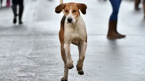 Getty Images A hunt dog