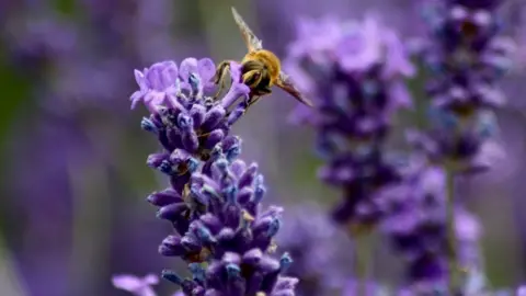Becs Photography A bee visiting lavender
