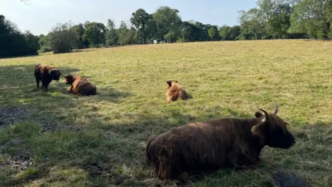 highland cows at Pollok Country Park