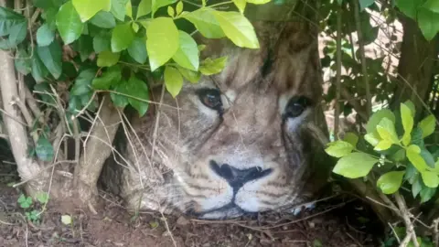 Kenya alarm after carrier bag mistaken for stray lion