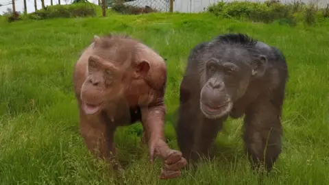 Twycross Zoo Noddy (pictured right) with Coco, aged 56 (pictured left)