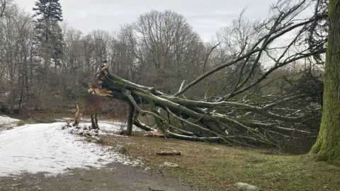 National Trust Fallen beech tree at Wray Castle