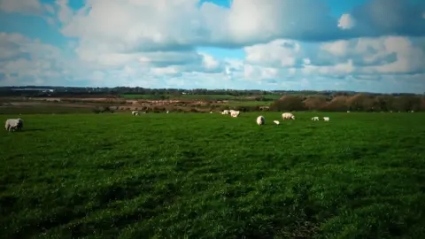 Gerallt Hughes Sheep in a field