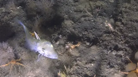 Christian Åslund Fish