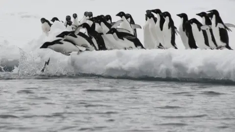 Getty Images Adélies