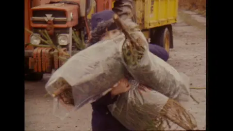 Child carrying Christmas trees