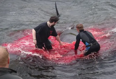 Alastair Ward / Triangle News Inhabitants of the Faroe Islands go whaling in the bay in Sandavágur