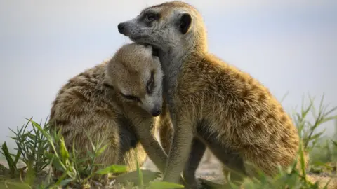 Meerkats