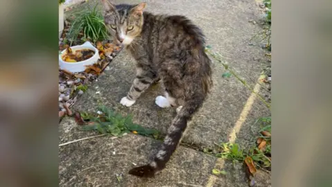 Liz Rolph Muggles the cat