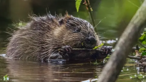 Beaver kit in the water at Holnicote Estate