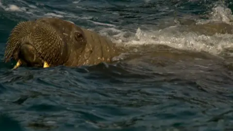 Nathaniel Barry/Padstow Sealife Safaris Walrus