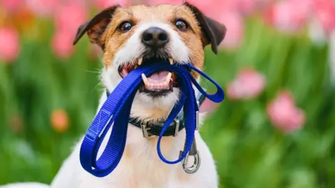 Getty Images Dog