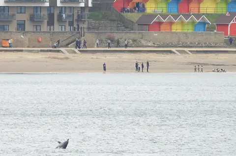 Stuart Baines Dolphin of Scarborough
