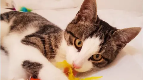 Lisa Roszkowski Bobby the cat