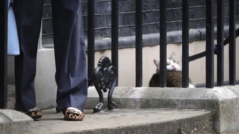 Getty Images Cat looking at legs