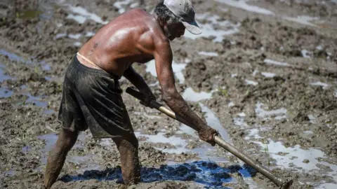 Getty Images A farmer works in a paddy field on the outskirts of Colombo on May 10, 2020