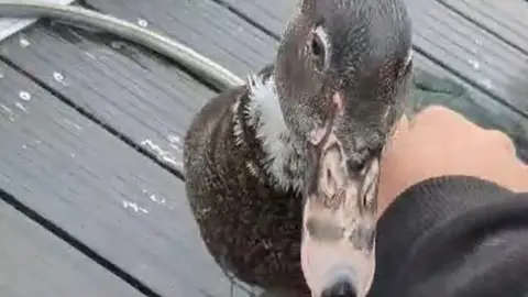 Handout Donald the duck