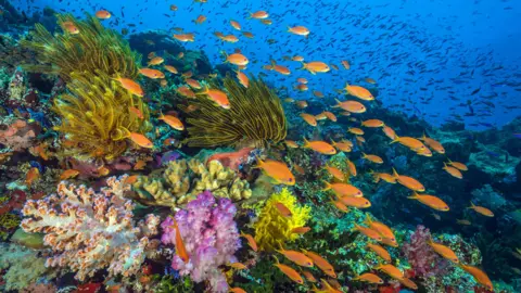 BBC NHU reef fish