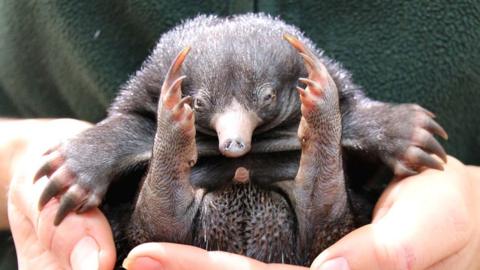 are platypus babies called puggles are platypus babies called puggles