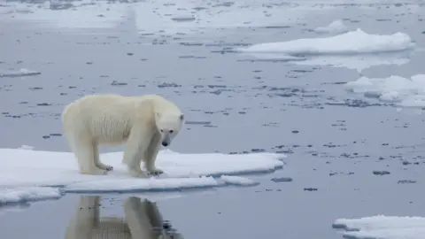 Polar Bears International Polar bear on ice
