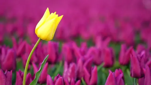 Craig Dunbar/igersnorfolk Tulips in Norfolk field