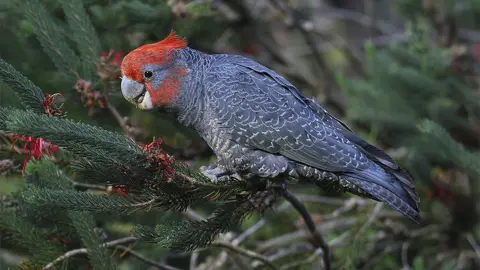 Getty Images A gang-gang cockatoo