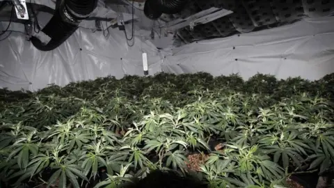 Nottinghamshire Police Cannabis plants in the property