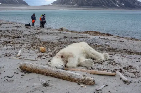 Reuters A polar bear pictured after it was shot dead in Svalbard