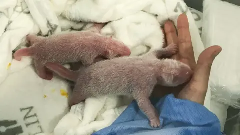 AFP Two panda cubs