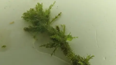 Martin Hammond Rare bearded stonewort