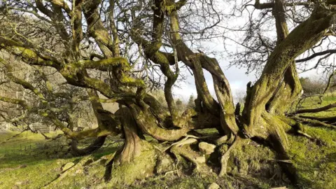 WOODLAND TRUST Hedgerow Hawthorn in Cumbria